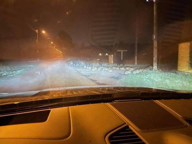 Dziki siały postrach na warszawskiej Białołęce