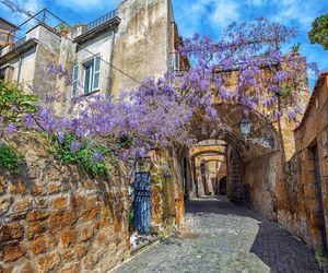 Wisteria
