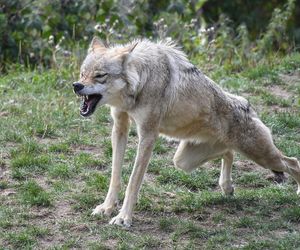 Dwa wilki grasują w pobliżu kościoła. Urząd ostrzega mieszkańców tej miejscowości