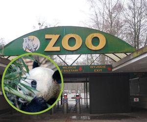 Dlaczego w poznańskim zoo nie ma pandy wielkiej? Ogród odpowiada i wspomina o wypożyczaniu zwierząt