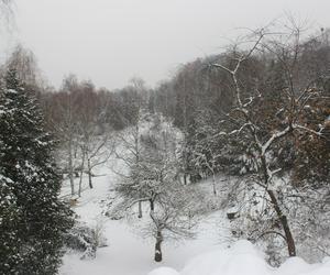 Elka w Parku Śląskim. Widok z góry