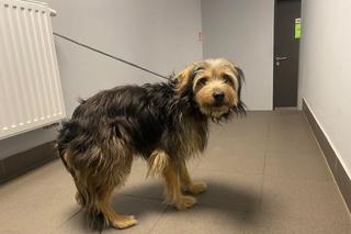 Samiec, około 2 lat, trafił do schroniska 26.04.2023 z osiedla Miedzyń 