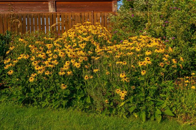 Rudbekia błyskotliwa