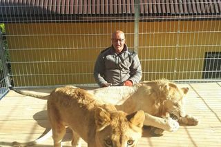 Mieszka z lwami odrzuconymi przez matkę i tygrysem. Usłyszał prokuratorskie zarzuty