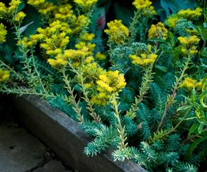 Rozchodnik ościsty  'Blue Spruce'