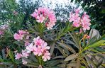 Oleander
