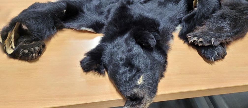 Czaszki i skóry niedźwiedzi oraz narkotyki zatrzymane przez mazowiecki KAS