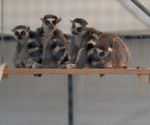 ZooPark ponownie przyciągnął do Targów Lublin tłumy miłośników zwierząt