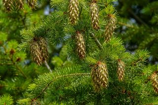 Jak mocno można przyciąć siedmiometrowe daglezje? Odpowiada ekspert