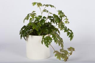 Cissusy – rośliny doniczkowe o ozdobnych liściach. Jak dbać o cissusy w domu?