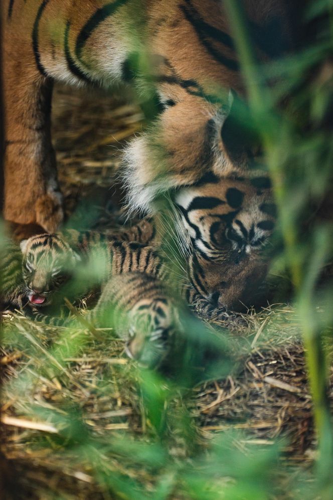 Cztery tygrysy sumatrzańskie z wrocławskiego zoo otrzymały imiona