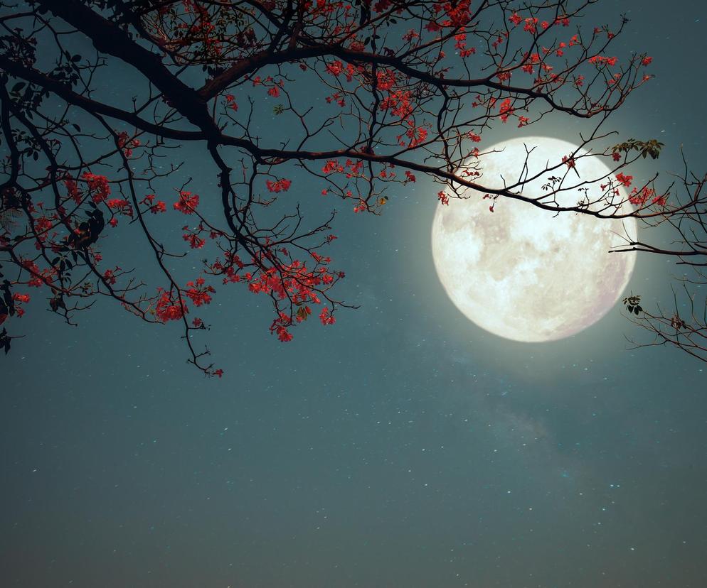 Kiedy obserwować Truskawkowy Księżyc? To pierwsza letnia pełnia! 