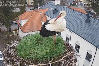 Ogromna radość w Przygodzicach! W gnieździe pojawił się pierwszy bocian 