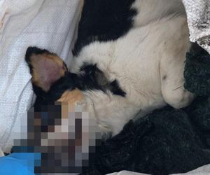 Za zabicie psa idzie za kratki