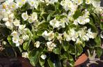 Begonia stale kwitnąca