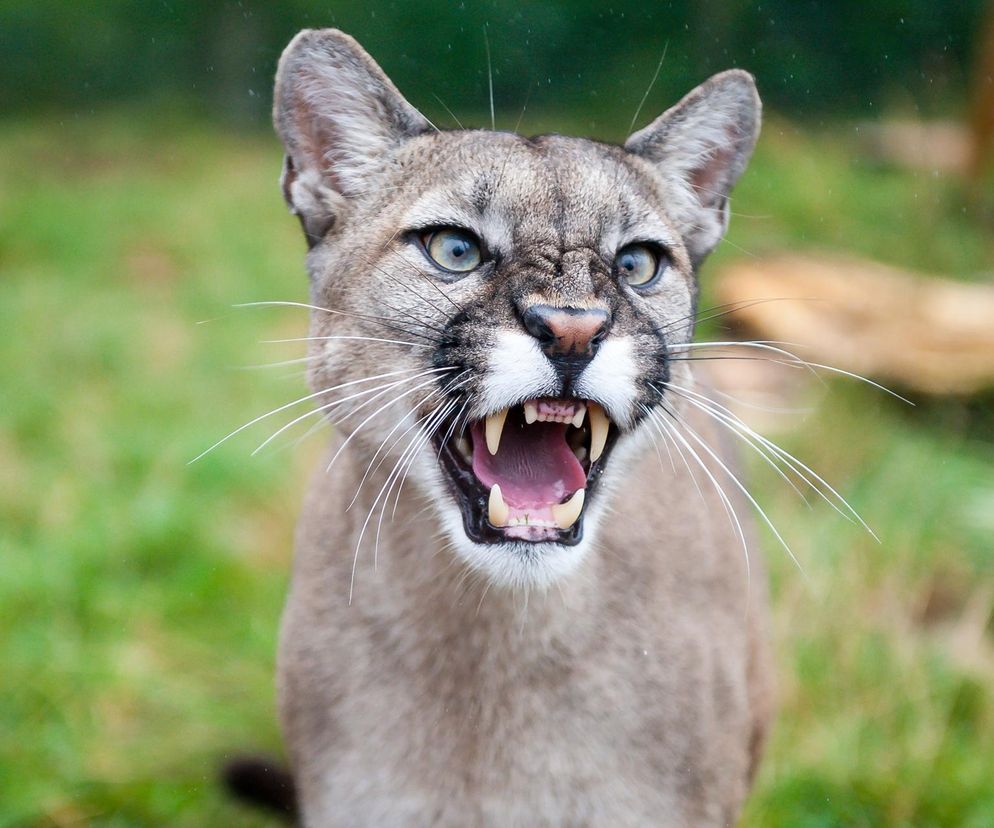 Puma zaatakowała 4-latka! Ojciec zachował się jak bohater