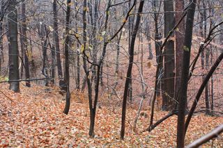 Rezerwat Grapa w Żywcu