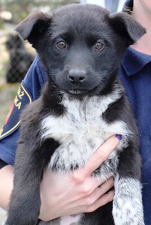 Kto przygarnie czarno-białe misie