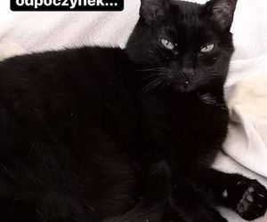 Iga Świątek opłakuje śmierć kotki Grappy