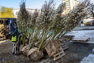 Nowe sadzonki przyjechały na aleję Wojska Polskiego