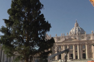 Wiadomości z Watykanu: 25-metrowa, papieska choinka stanęła na placu św. Piotra