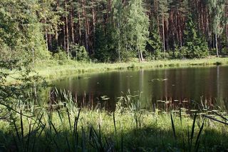 Zaciszne miejsca blisko lasów i jezior w kujawsko-pomorskim. Przyjeżdżają tu specjalnie nawet z Francji [GALERIA]