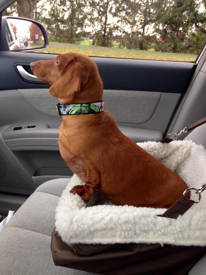 Dennis prawie zmarł z przekarmienia. Jamnik ważył 25 kg! Jak wygląda po intensywnej diecie?