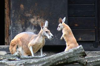 Mały kangur podbija serca w warszawskim ZOO! Wybierz imię dla uroczego malucha