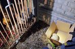 ​Nietypowa akcja strażników i strażaków z Leszna. Uratowali jeża uwięzionego w ogrodzeniu