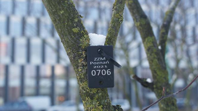 Nietypowe tabliczki zawisły na drzewach w poznańskich parkach