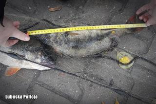 Lubniewice: Nielegalnie łowił ryby. Teraz grozi mu kara więzienia