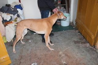 Posiadali psy bez odpowiedniego zezwolenia. Usłyszeli zarzuty