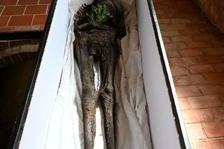 Mumia szlachcica odkryta w Komorowie