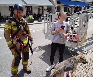 Niezwykła akcja strażaków na Nowym Świecie. Pies hasał po dachu kamienicy
