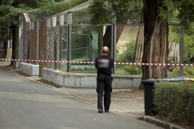 Tygrys rozszarpał swojego opiekuna. Wstrząsające okoliczności koszmaru w zoo 