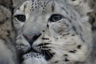 Poznańskie zoo: Małe pandy, pantery śnieżne, żurawie - to nowi mieszkańcy stolicy Wielkopolski! [AUDIO]