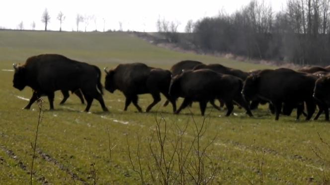 Ogromne stado żubrów wstrzymało ruch na jezdni w Puszczy Knyszyńskiej