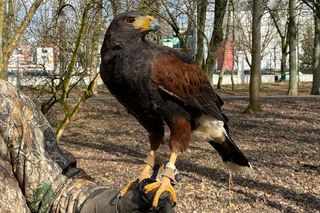 Drapieżnik lata nad „Aleksandrią”. Jastrząb Grażyna płoszy gawrony