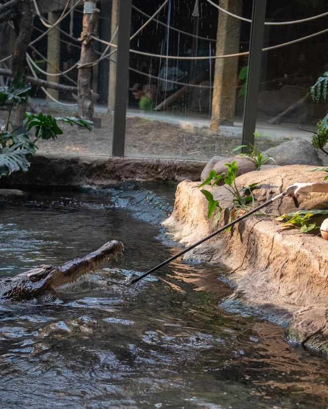 Orientarium Zoo Łódź. Pierwsze karmienie Krakena w historii ogrodu. To największy krokodyl w Europie [ZDJĘCIA].