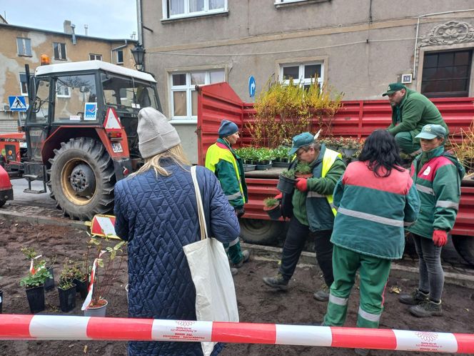 Zamiast asfaltu klomby z roślinami. Zmiany na Tylnej i Wałowej w Lesznie