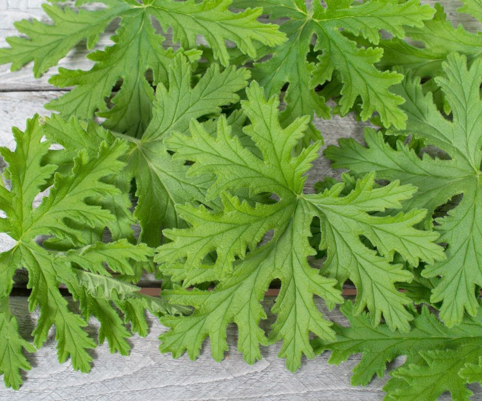 Geranium