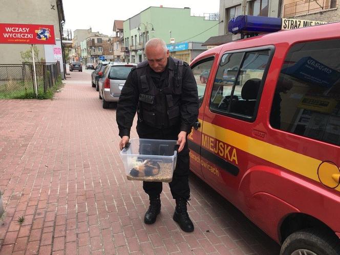 Człowiek guma, półnaga kobieta, wędkarz naturysta -czyli nietypowe interwencje Starży Miejskiej Starachowice