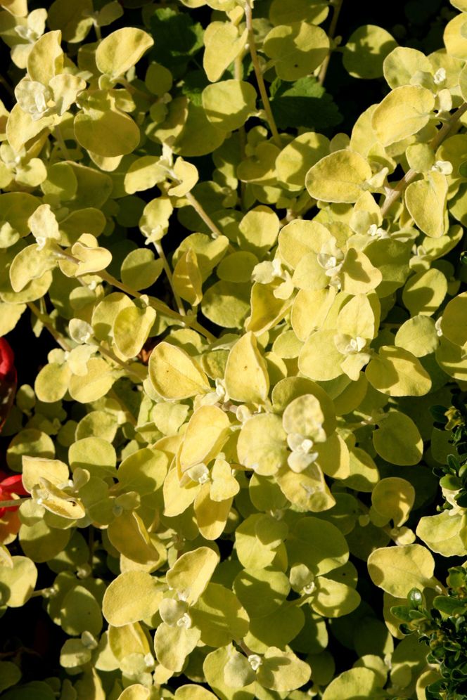 Kocanka włochata 'Limelight'