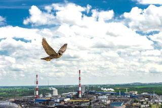 Polska Miedź dba o piękno natury 