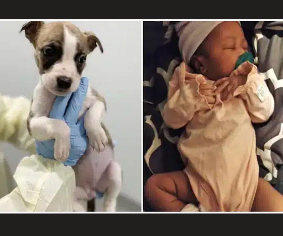  Miesięczna dziewczynka zagryziona na śmierć? Pies pogryzł ją, gdy już nie żyła. Co tam się stało?!