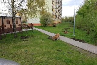 Dziki na toruńskim Rubinkowie. Beztrosko biegały po okolicy