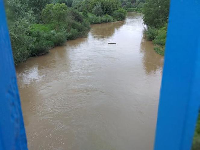 Sytuacja hydrologiczna w Tarnowie. Czy grozi nam powódź?