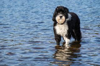 Portugalski pies wodny 