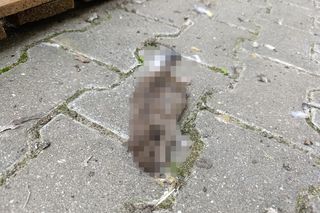  Żyją w symbiozie z gołębiami i kotami. Agresywne gryzonie opanowały blok w Warszawie