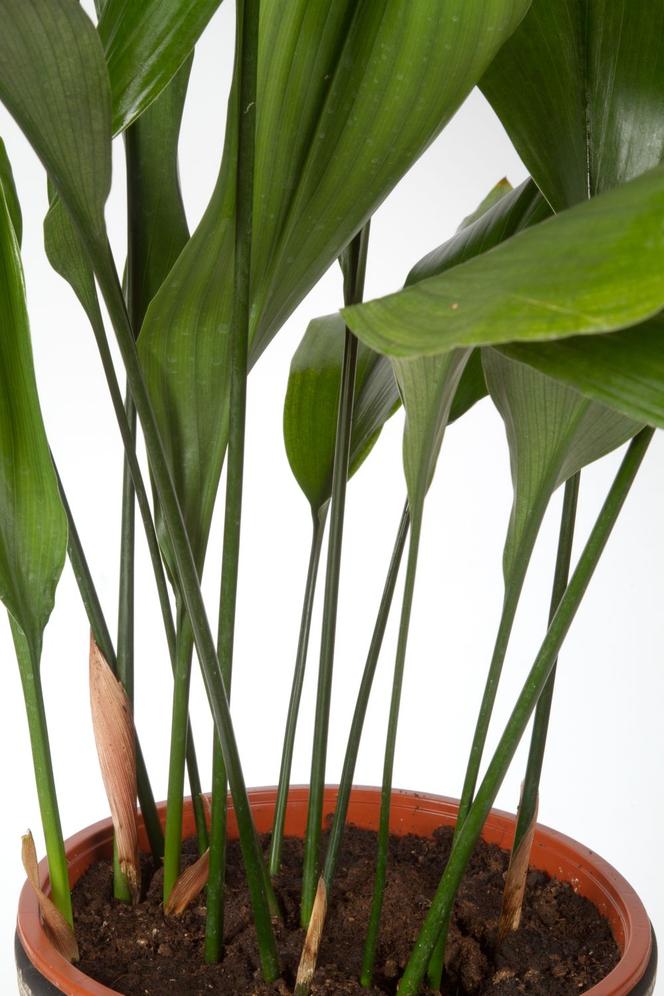 Aspidistra wyniosła